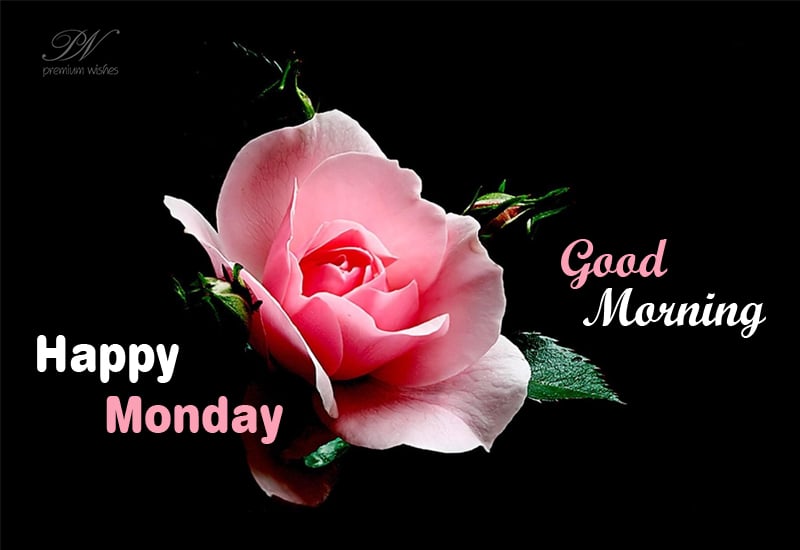 Happy Monday Roses Monday Wishes Premium Wishes