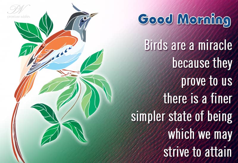 Good Morning Birds Are A Miracle Good Morning Wishes Premium