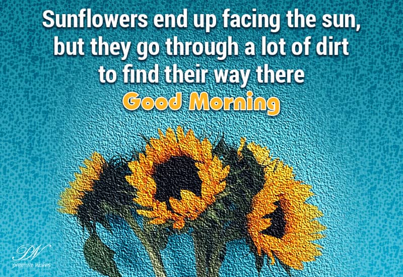 Good Morning Sunflowers Face A Lot Of Dirt To Face The Sun